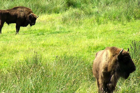 bisons1