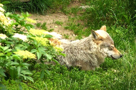 loups